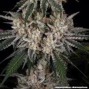 Amnesia Haze Strain – product view 4