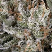 Amnesia Haze Strain – product view 5
