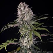 Amnesia Haze Strain – product view 6