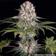 Amnesia Haze Strain – product view 7