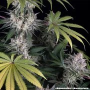 Amnesia Haze Strain – product view 8