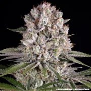 Amnesia Haze Strain – product view 9