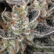 Amnesia Haze Strain – product view 10