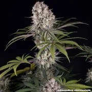 Amnesia Haze Strain – product view 11