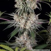 Amnesia Haze Strain – product view 12