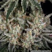 Amnesia Haze Strain – product view 13