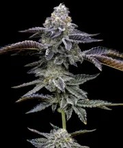 Gas Pack Strain – product view 4