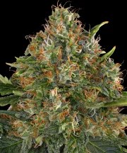 G13 Haze - Regular Strain – product view 1