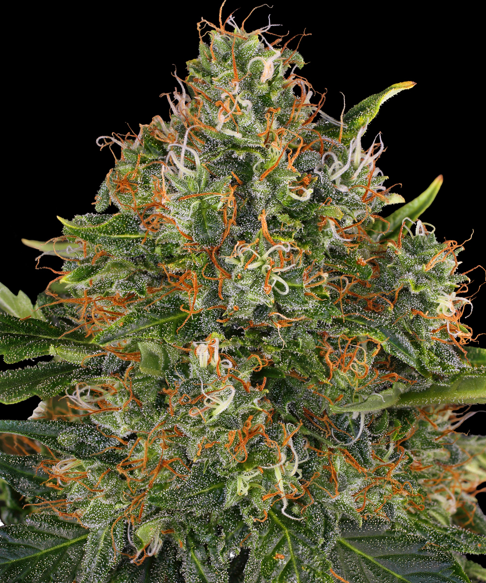 G13 Haze - Regular Strain – product view 1