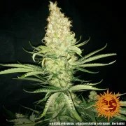 G13 Haze - Regular Strain – product view 2