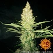 G13 Haze - Regular Strain – product view 3