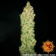 G13 Haze - Regular Strain – product view 4