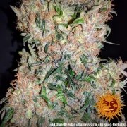 G13 Haze - Regular Strain – product view 5