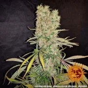 G13 Haze - Regular Strain – product view 6