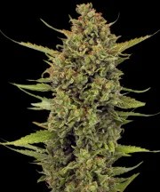 Acapulco Gold - Regular Strain – product view 1