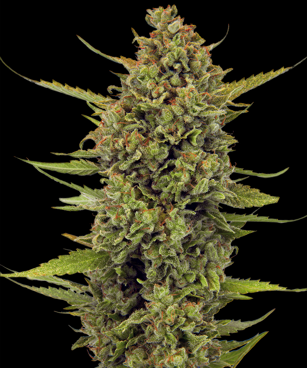 Acapulco Gold - Regular Strain – product view 1