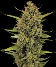 Acapulco Gold - Regular Strain – product view 2