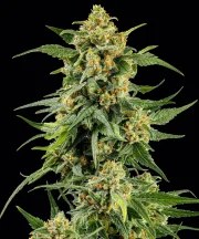 Skunk #1 - Regular Strain – product view 1
