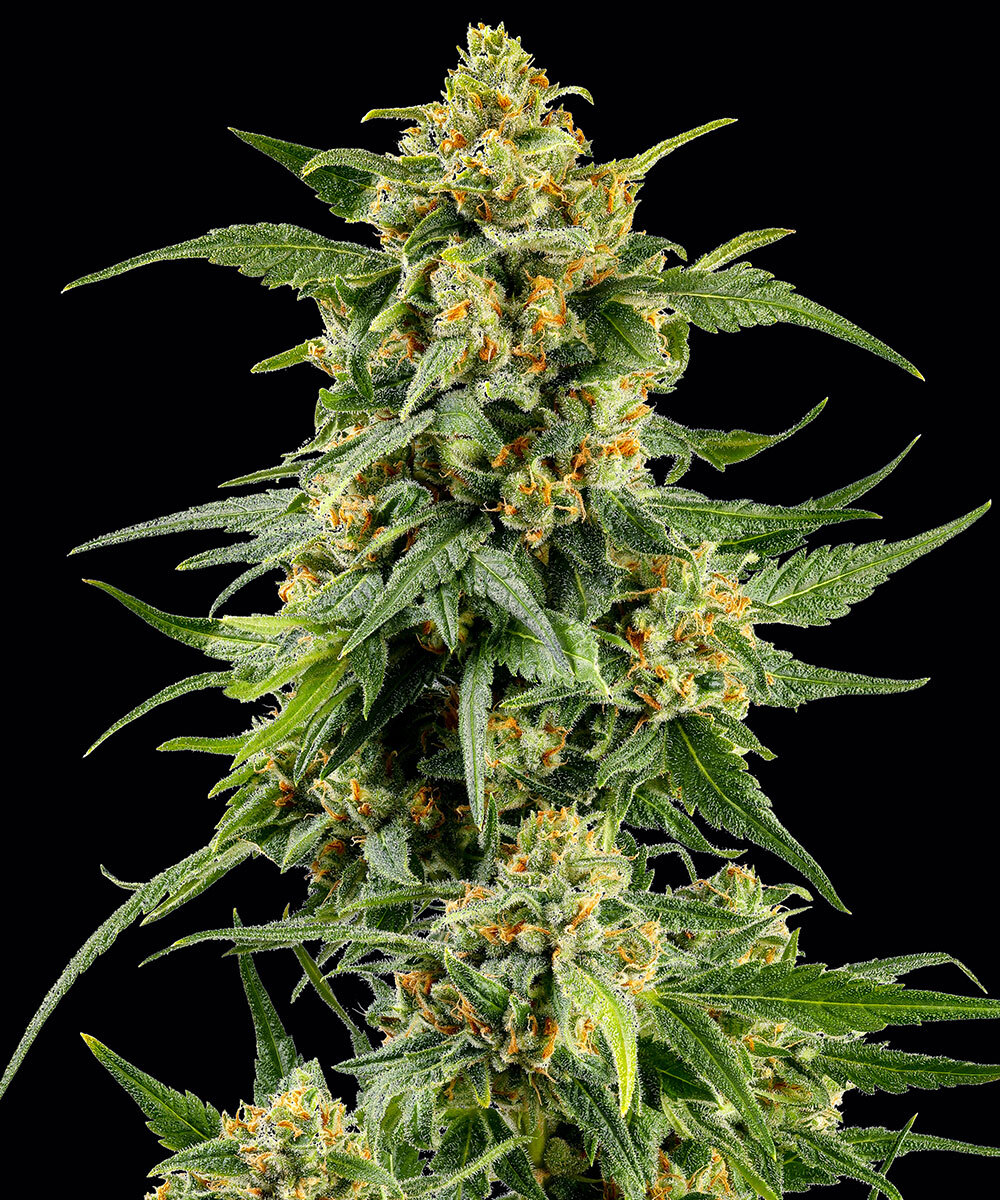 Skunk #1 - Regular Strain – product view 1