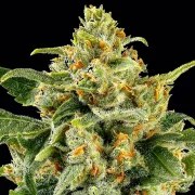 Skunk #1 - Regular Strain – product view 2