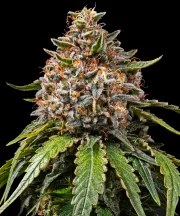 White Widow - Regular Strain – product view 1