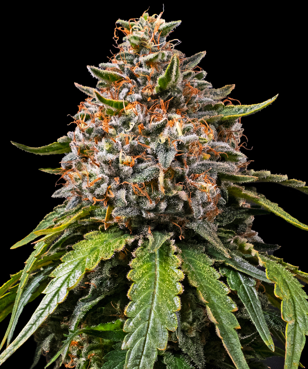 White Widow - Regular Strain – product view 1