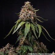 White Widow - Regular Strain – product view 2