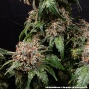 White Widow - Regular Strain – product view 3