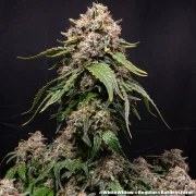 White Widow - Regular Strain – product view 4
