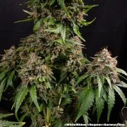 White Widow - Regular Strain – product view 5