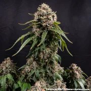 White Widow - Regular Strain – product view 6