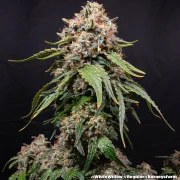 White Widow - Regular Strain – product view 7