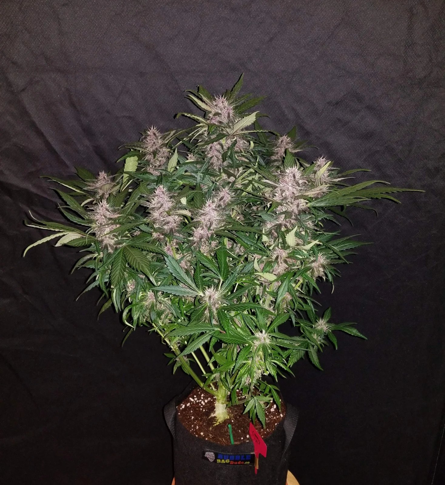 C4 Auto – FastBuds – Autoflowering
