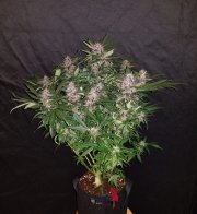 C4 Auto – FastBuds – Autoflowering