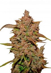 Crystal Meth Auto – product view 1