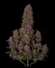 Crystal Meth Auto – product view 2