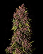 Crystal Meth Auto – product view 3
