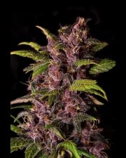 Crystal Meth Auto – product view 4
