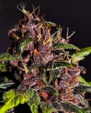 Crystal Meth Auto – product view 5