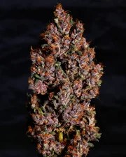 Crystal Meth Auto – product view 6