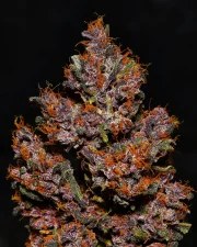 Crystal Meth Auto – product view 7
