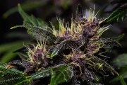 Crystal Meth Auto – product view 9