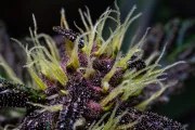 Crystal Meth Auto – product view 10