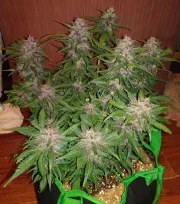 Crystal Meth Auto – product view 11