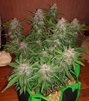 Crystal Meth Auto – FastBuds – Autoflowering
