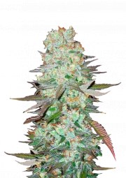 G14 Auto – product view 1