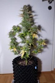 G14 Auto – product view 2