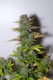 G14 Auto – product view 3