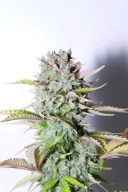 G14 Auto – product view 4