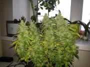 G14 Auto – product view 5